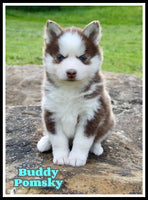 Buddy Male Pomsky $1200