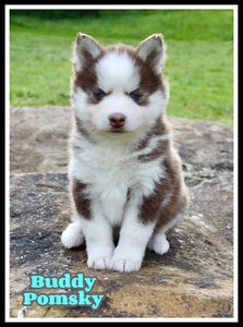Pomsky