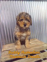 Buddy Male Australian Mountain Doodle $1150