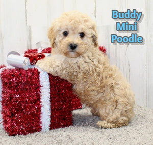 Mini Poodle 