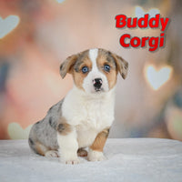 Buddy Male Corgi $825