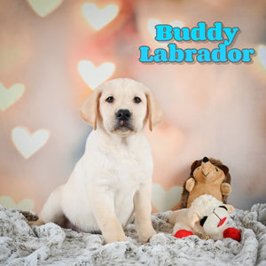 Labrador Retriever