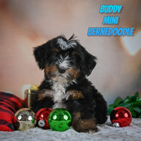 Buddy Male Mini Bernedoodle $975