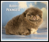 Pekingese