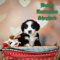 Buddy Male Australian Shepherd $475