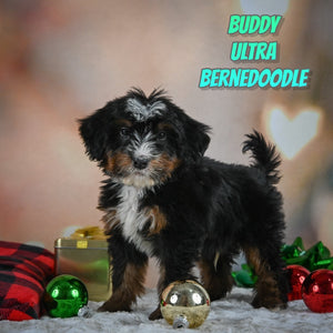 Buddy Male Ultra Bernedoodle $750