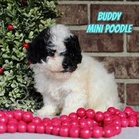 Buddy Male CKC Mini Poodle $645
