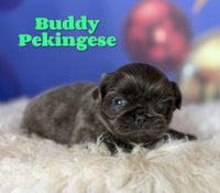 Buddy Male AKC Pekingese $3625
