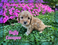 Buffy Female Cavapoo $975