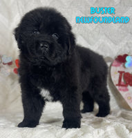 Buster Male Newfoundland $1225