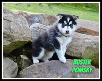 Buster Male Pomsky $1100