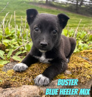 Buster Male Blue Heeler Toy Fox Terrier Mix $300