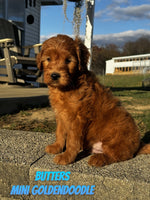 Butters Male F1B Mini Goldendoodle $795