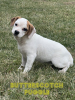 Butterscotch Female Puggle $499