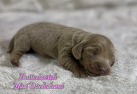 Butterscotch Female ACA Mini Dachshund $2125