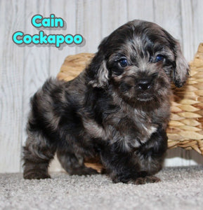 Cockapoo
