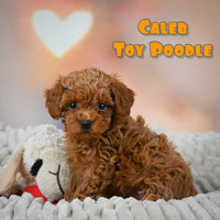 Caleb Male Toy Poodle $1350