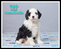 Caleb Male Mini Bernedoodle $1100