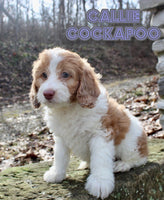 Cockapoo