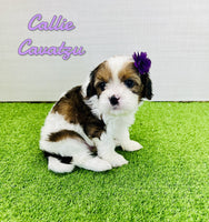 Callie Female Cavatzu $895