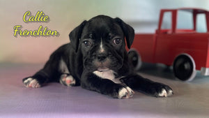 Frenchton