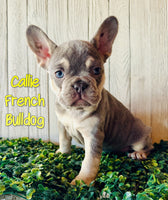 Callie Female AKC French Bulldog $2400