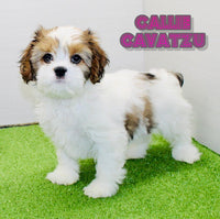 Callie Female Cavatzu $550