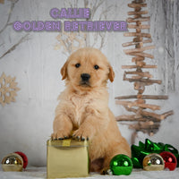 Callie Female AKC Golden Retriever $950