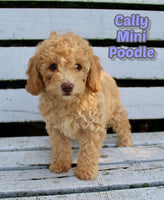Mini Poodle