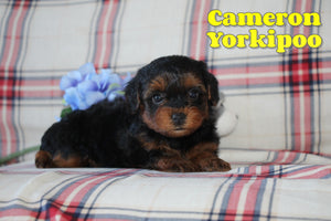 Yorkipoo