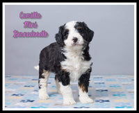 Camilla Female Mini Bernedoodle $1100