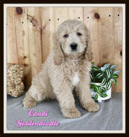 Candi Female Goldendoodle $995