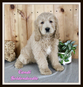 Goldendoodle