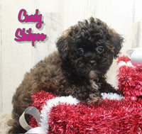 Candy Female Shihpoo $725