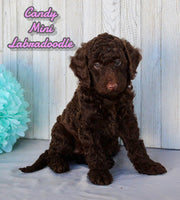 Candy Female F1BB Mini Labradoodle $750