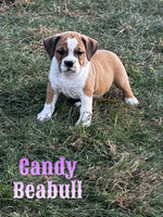 Candy Female Beabull $850