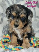 Cavapoo