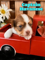 Captain Male Havanese $1100