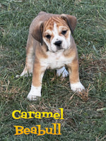 Caramel Female Beabull $850