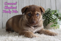 Caramel Female Shepherd Husky Mix $1500