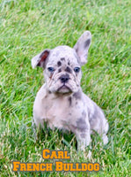 Carl Male AKC French Bulldog $1500
