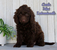 Carla Female F1BB Mini Labradoodle $750