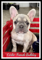 Carlie Female AKC French Bulldog $1350