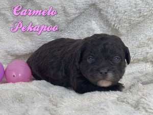 Pekapoo