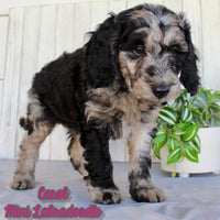 Carol Female F1BB Mini Labradoodle $850