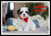 Carson Male Morkie $1600