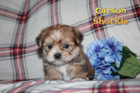 Carson Male Shorkie $695