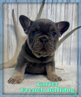 Carter Male AKC French Bulldog $2295