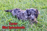 Carter Male F1BB Mini Labradoodle $850