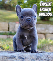 Carter Male French Bulldog $1495